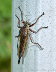 Proctacanthus longus