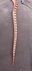 Gyalopion quadrangulare