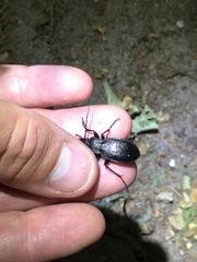 Carabus hortensis