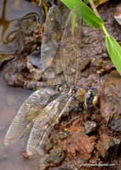 Anax immaculifrons