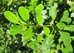 Melicytus orarius