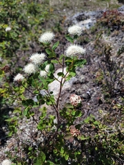 Spiraea beauverdiana