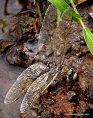 Anax immaculifrons