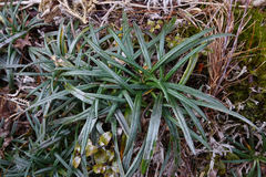 Celmisia major brevis