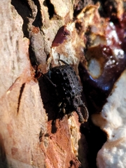 Bolitotherus cornutus