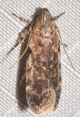 Chionodes thoraceochrella