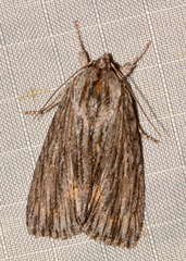 Acronicta lithospila