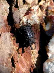 Bolitotherus cornutus