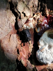 Bolitotherus cornutus
