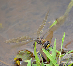 Anax immaculifrons