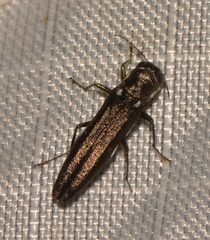 Agrilus obsoletoguttatus