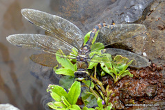 Anax immaculifrons
