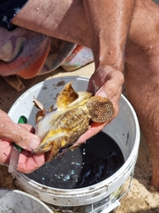 Halobatrachus didactylus