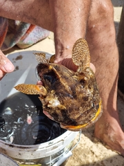 Halobatrachus didactylus