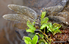 Anax immaculifrons