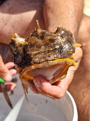 Halobatrachus didactylus