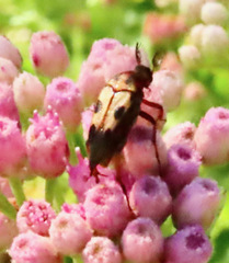 Macrosiagon octomaculata