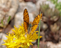 Phyciodes pallida