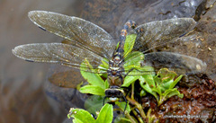 Anax immaculifrons