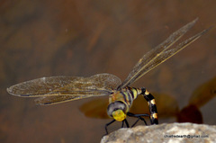 Anax immaculifrons