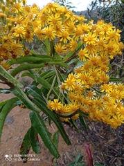 Dendrophorbium