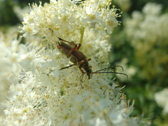 Stenocorus meridianus