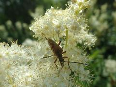 Stenocorus meridianus