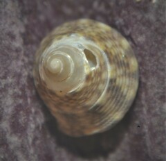 Jujubinus striatus