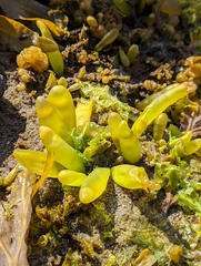 Halosaccion glandiforme
