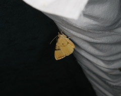 Eulithis mellinata