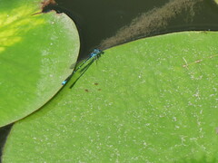 Enallagma geminatum