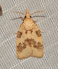 Cenopis saracana