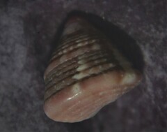 Jujubinus exasperatus