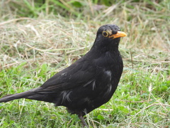 Turdus merula