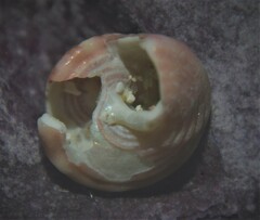 Jujubinus exasperatus