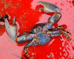 Petrolisthes violaceus