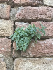 Parietaria judaica