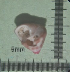 Jujubinus exasperatus