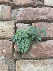 Parietaria judaica