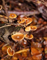 Kuehneromyces brunneoalbescens