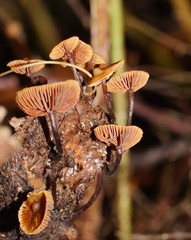 Kuehneromyces brunneoalbescens