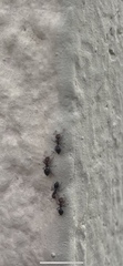 Crematogaster scutellaris
