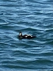 Somateria mollissima