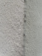 Crematogaster scutellaris