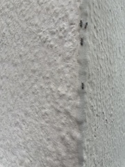 Crematogaster scutellaris