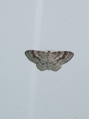 Hydrelia sylvata