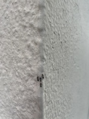 Crematogaster scutellaris