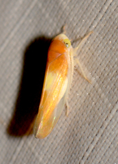 Colladonus setaceus