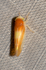 Colladonus setaceus