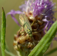 Oncotylus viridiflavus